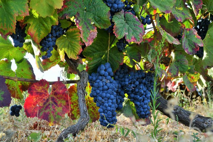 Genoma da videira selvagem revela novas pistas para aumentar a resistência a doenças nas videiras cultivadas