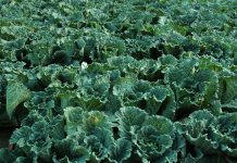 Lei de Monitorização do Solo entra em vigor para tornar solos da Europa mais saudáveis e aumentar a produção agrícola Lei de Monitorização do Solo entra em vigor para tornar solos da Europa mais saudáveis e aumentar a produção agrícola