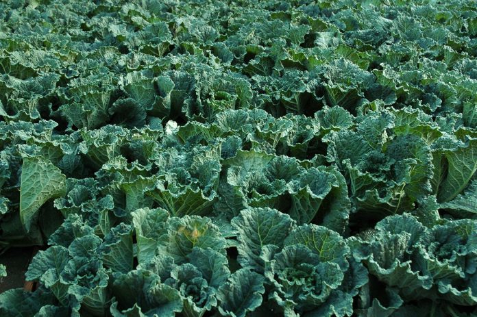 Lei de Monitorização do Solo entra em vigor para tornar solos da Europa mais saudáveis e aumentar a produção agrícola