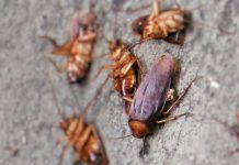 Infestação de baratas associada a níveis de alérgenos e endotoxinas em casa com implicação na saúde Infestação de baratas associada a níveis de alérgenos e endotoxinas em casa com implicação na saúde