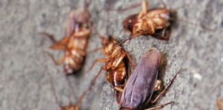 Infestação de baratas associada a níveis de alérgenos e endotoxinas em casa com implicação na saúde