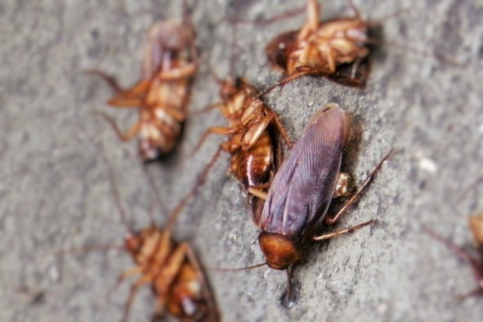 Infestação de baratas associada a níveis de alérgenos e endotoxinas em casa com implicação na saúde