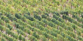 Cientistas descobrem como aumentar a resiliência da videira à geada e ao frio