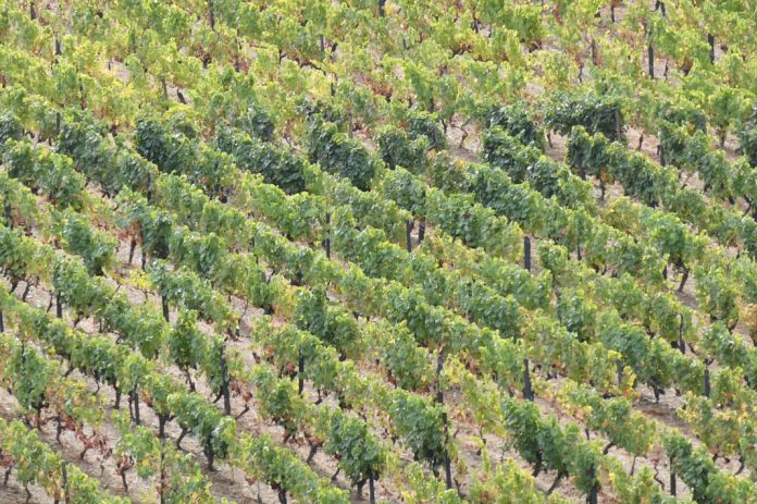 Cientistas descobrem como aumentar a resiliência da videira à geada e ao frio