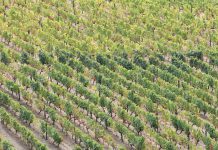 Melhoramento genético da videira para adaptação às alteações climáticas