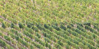 Melhoramento genético da videira para adaptação às alteações climáticas Melhoramento genético da videira para adaptação às alteações climáticas