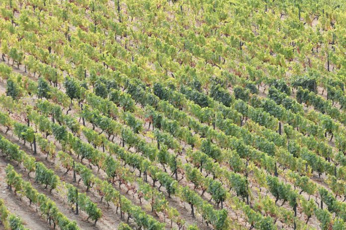 Melhoramento genético da videira para adaptação às alteações climáticas