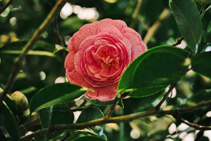 Parque Terra Nostra nos Açores renova título de Internacional Camellia Garden of Excellence até 2034 Parque Terra Nostra nos Açores renova título de Internacional Camellia Garden of Excellence até 2034