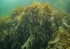Alga usada em pratos de sushi pode ameaçar a biodiversidade na costa Norte de Portugal
