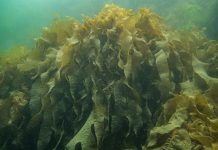 Alga usada em pratos de sushi pode ameaçar a biodiversidade na costa Norte de Portugal