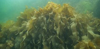 Alga usada em pratos de sushi pode ameaçar a biodiversidade na costa Norte de Portugal