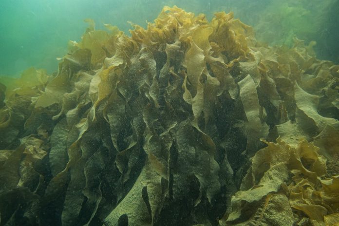 Alga usada em pratos de sushi pode ameaçar a biodiversidade na costa Norte de Portugal