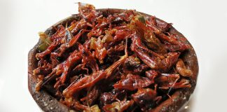 Gafanhotos é alimento para muitos e uma iguaria para outros Gafanhotos é alimento para muitos e uma iguaria para outros