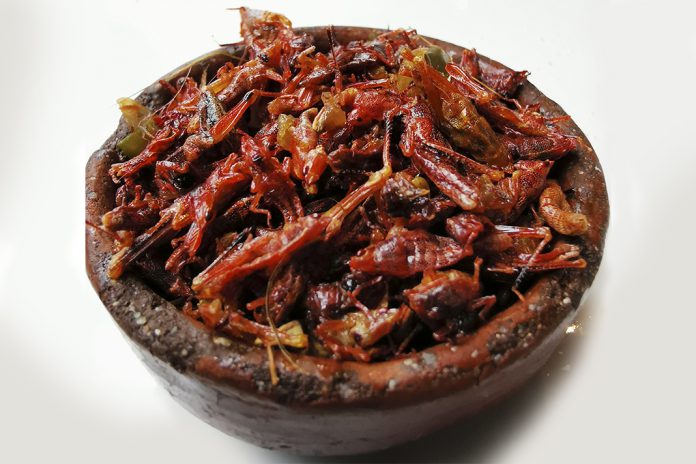 Gafanhotos é alimento para muitos e uma iguaria para outros