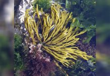 Guia ilustrado das principais macroalgas da costa portuguesa – obra desenvolvida por investigador da Universidade de Coimbra