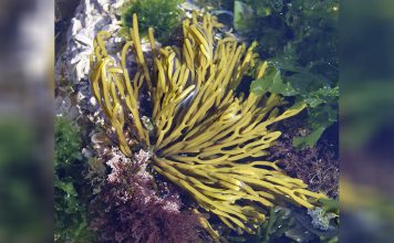 Guia ilustrado das principais macroalgas da costa portuguesa – obra desenvolvida por investigador da Universidade de Coimbra