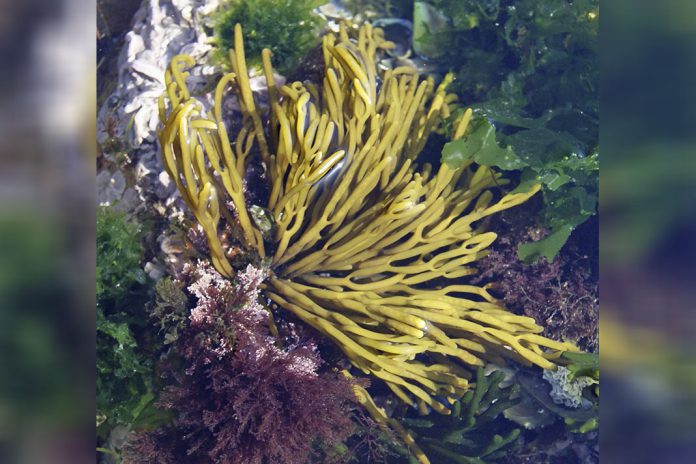 Guia ilustrado das principais macroalgas da costa portuguesa – obra desenvolvida por investigador da Universidade de Coimbra Guia ilustrado das principais macroalgas da costa portuguesa – obra desenvolvida por investigador da Universidade de Coimbra