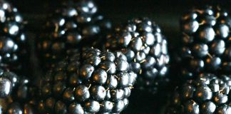Cientistas revolucionam produção de amoras a partir do estudo do genoma