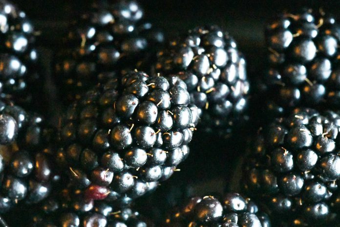 Cientistas revolucionam produção de amoras a partir do estudo do genoma