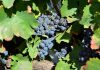 Eurodeputados aprovam medidas para reforçar a proteção e apoio aos produtores de vinho