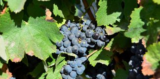 Eurodeputados aprovam medidas para reforçar a proteção e apoio aos produtores de vinho