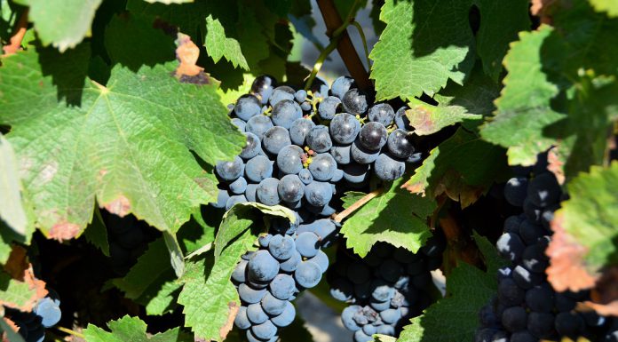 Eurodeputados aprovam medidas para reforçar a proteção e apoio aos produtores de vinho
