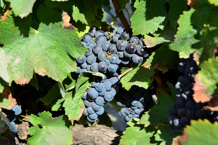 Eurodeputados aprovam medidas para reforçar a proteção e apoio aos produtores de vinho