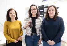 Abacate possui compostos benéficos na prevenção de doenças cardiovasculares e neurodegenerativas