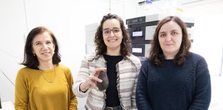 Abacate possui compostos benéficos na prevenção de doenças cardiovasculares e neurodegenerativas