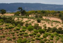 Auxílio do Governo ao setor florestal em 250 milhões de euros recebe aprovação da Comissão Europeia Auxílio do Governo ao setor florestal em 250 milhões de euros recebe aprovação da Comissão Europeia