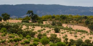 Auxílio do Governo ao setor florestal em 250 milhões de euros recebe aprovação da Comissão Europeia