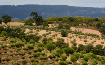 Auxílio do Governo ao setor florestal em 250 milhões de euros recebe aprovação da Comissão Europeia