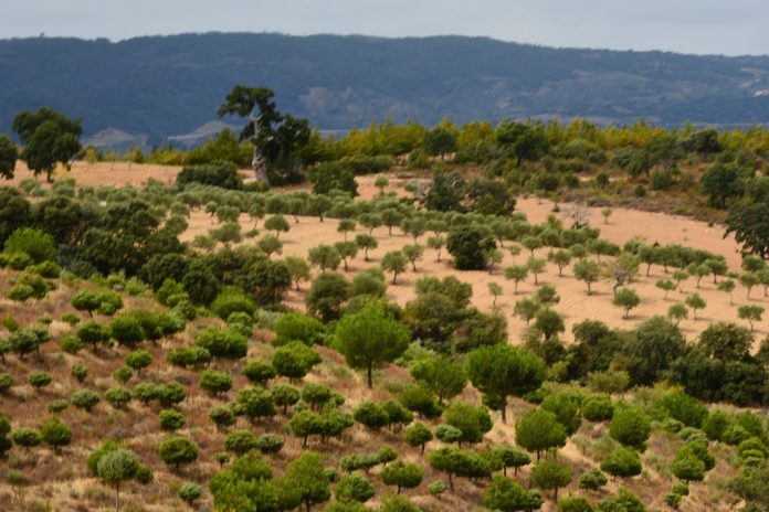 Auxílio do Governo ao setor florestal em 250 milhões de euros recebe aprovação da Comissão Europeia Auxílio do Governo ao setor florestal em 250 milhões de euros recebe aprovação da Comissão Europeia