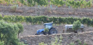 A UE atribui mais de 56 milhões de euros em apoio de emergência aos agricultores de Portugal, Roménia, Chipre, Croácia e Eslovénia