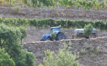 A UE atribui mais de 56 milhões de euros em apoio de emergência aos agricultores de Portugal, Roménia, Chipre, Croácia e Eslovénia