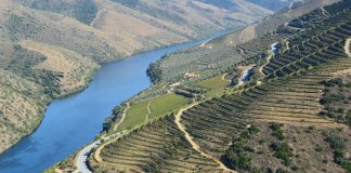 Instituto dos Vinhos do Douro e do Porto no debate em Bruxelas sobre agrupamentos de produtores de Indicações Geográficas