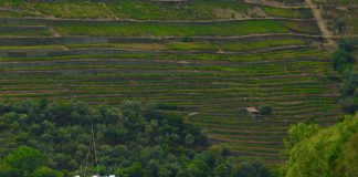 Plano para valorizar o Setor Vitivinícola da Região do Douro foi entregue ao Governo pelo IVDP