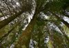 Drones com sensores e IA revelam mapas 3D da fotossíntese em florestas Drones com sensores e IA revelam mapas 3D da fotossíntese em florestas de pinheiros