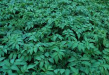 CONFAGRI manifesta preocupação com proposta da PAC pós-27 e desafia Parlamento e Governo a defender a agricultura nacional