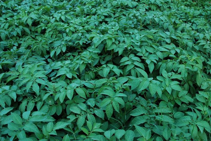 CONFAGRI manifesta preocupação com proposta da PAC pós-27 e desafia Parlamento e Governo a defender a agricultura nacional