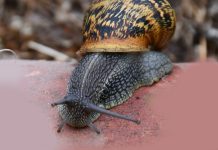 Composto derivado de caracóis pode ser um anticoagulante sem os efeitos secundários das heparinas