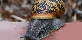 Composto derivado de caracóis pode ser um anticoagulante sem os efeitos secundários das heparinas Composto derivado de caracóis pode ser um anticoagulante sem os efeitos secundários das heparinas