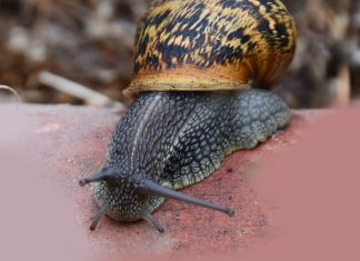 Composto derivado de caracóis pode ser um anticoagulante sem os efeitos secundários das heparinas Composto derivado de caracóis pode ser um anticoagulante sem os efeitos secundários das heparinas