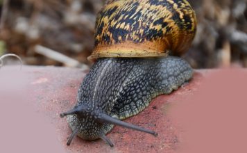 Composto derivado de caracóis pode ser um anticoagulante sem os efeitos secundários das heparinas Composto derivado de caracóis pode ser um anticoagulante sem os efeitos secundários das heparinas