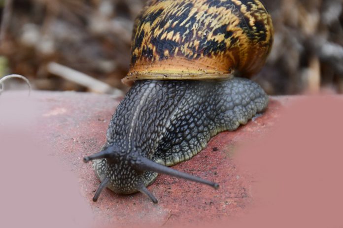 Composto derivado de caracóis pode ser um anticoagulante sem os efeitos secundários das heparinas