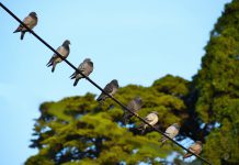 Orientações para aplicação da Diretiva Aves com regras sobre proteção das aves selvagens