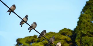 Orientações para aplicação da Diretiva Aves com regras sobre proteção das aves selvagens Orientações para aplicação da Diretiva Aves com regras sobre proteção das aves selvagens