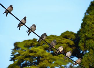 Orientações para aplicação da Diretiva Aves com regras sobre proteção das aves selvagens