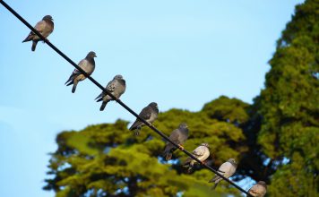 Orientações para aplicação da Diretiva Aves com regras sobre proteção das aves selvagens Orientações para aplicação da Diretiva Aves com regras sobre proteção das aves selvagens