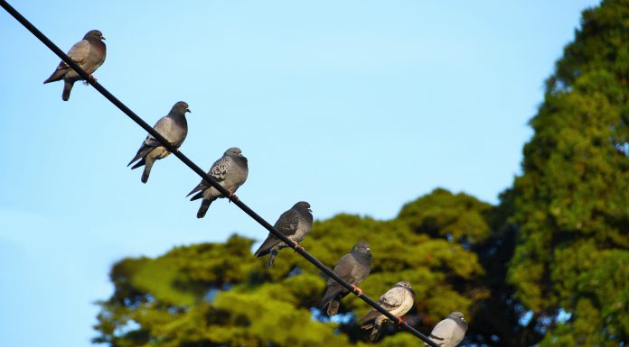Orientações para aplicação da Diretiva Aves com regras sobre proteção das aves selvagens Orientações para aplicação da Diretiva Aves com regras sobre proteção das aves selvagens